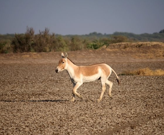 Madhya Pradesh